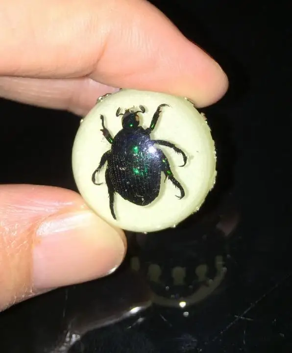 10 шт. 25 мм настоящий Жук Scarab зеленый образец на палец светящееся кольцо декор |