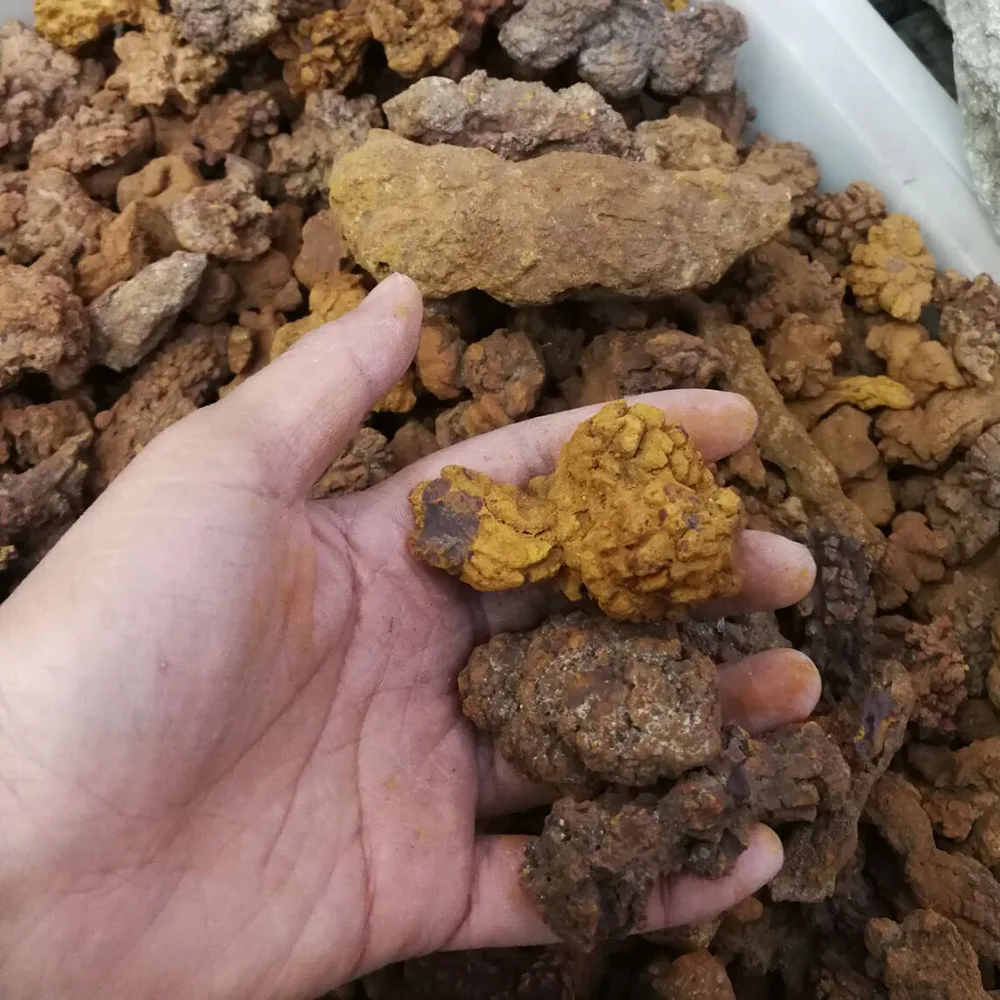 Натуральные динозавры говно модели из минерального камня LXM