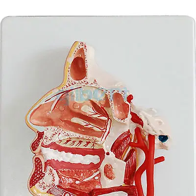 Человеческая средняя часть головы оральная глотка анатомическая модель для