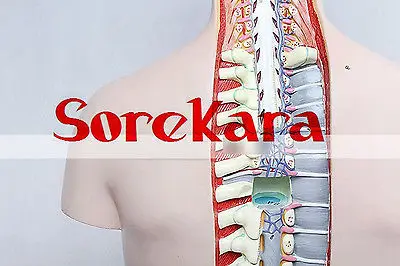 85 см анатомии человека Средства ухода за кожей магистрали разрез Органы