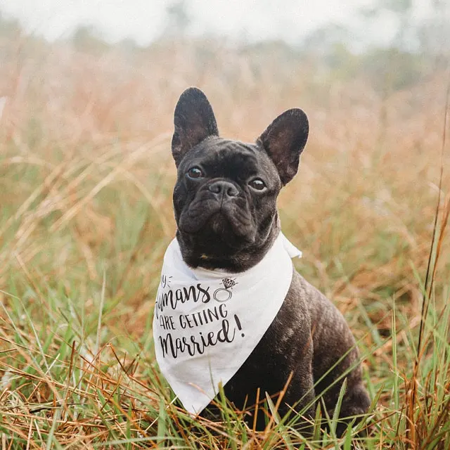 my humans married На заказ Свадебная бандана для собак, собака честь свадебное оформление, бандана для собак, костюм собаки, свадебный наряд собаки, лучший шарф для собак - Цвет: my humans married