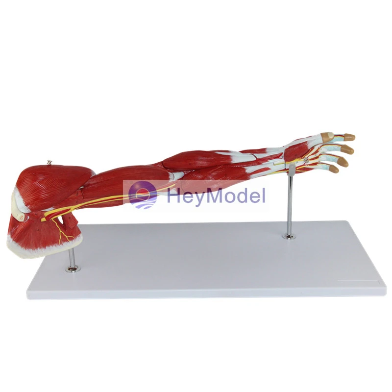 Мышцы верхних конечностей HeyModel с мышцами сосудистых нервов модель мышц рук при