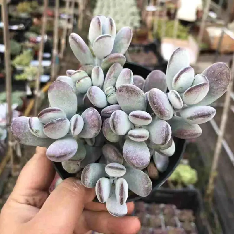 Cotyledon orbiculata Кластер жить суккулент "Cotyledon orbiculata cv" суккулент черенки различных для живых растений настоящее растение - Цвет: Cotyledon orbiculata
