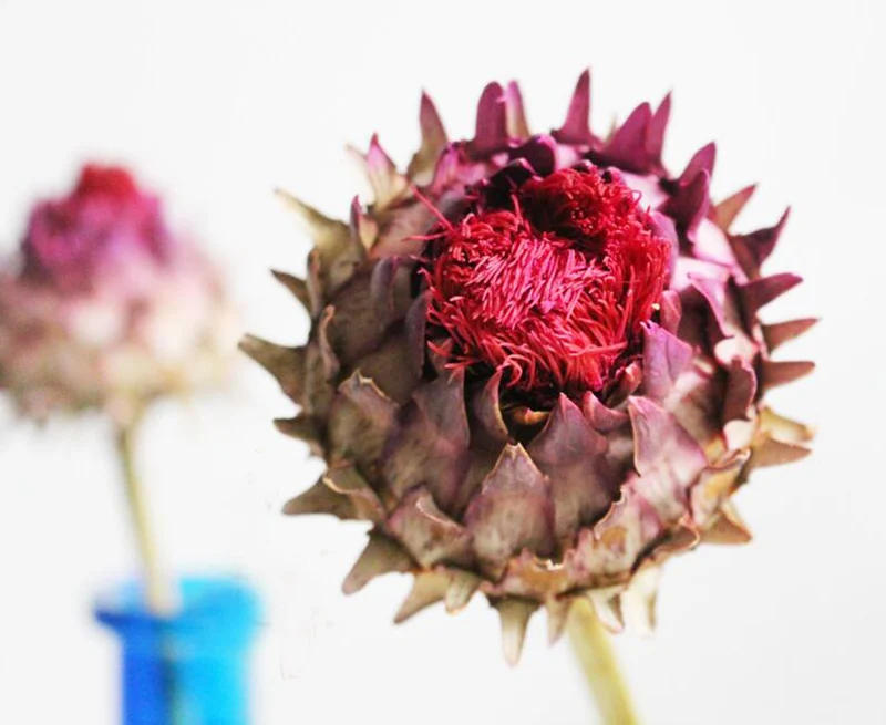 

7-9cm Dried Hylocereusundatus Flower For Craft Gift Material Accessory Decoration Flower Arranging DIY Vase Decoration