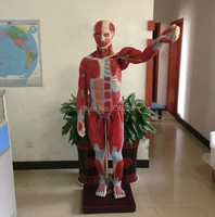 iso 170cm adult visceral anatomical modelmodel of the human body anatomy of muscles and viscera