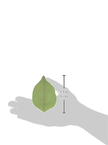 200 Pages Creative Green Tree Leaf Paper Sticky Memo Notes Scratch Pads Note Pad Notepad (50Pages/Set x 4Sets) | Канцтовары для