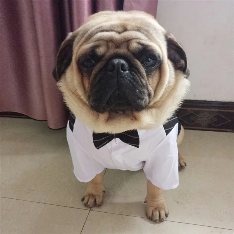 Bigeyedog, мопс, французская одежда для бульдога, мужской костюм для собак, свадебная одежда для собак, смокинг, одежда для домашних животных, праздничный костюм, пальто