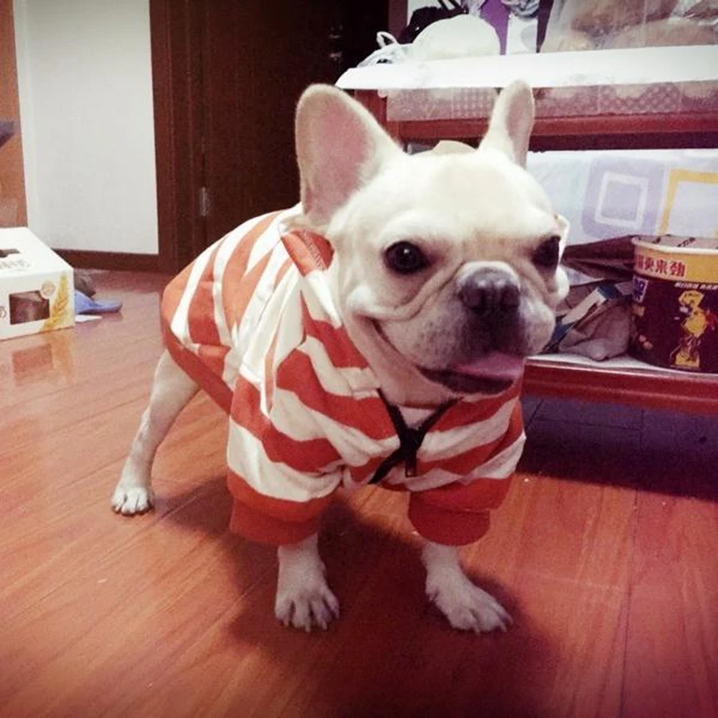 [MPK Pets] Французская одежда для бульдога, оранжевая и желтая полоска, одежда для собак, свитер для собак