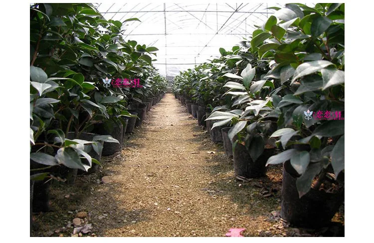 100 шт. горшки для рассады-Сковорода кормления блок питания сковорода Садовые