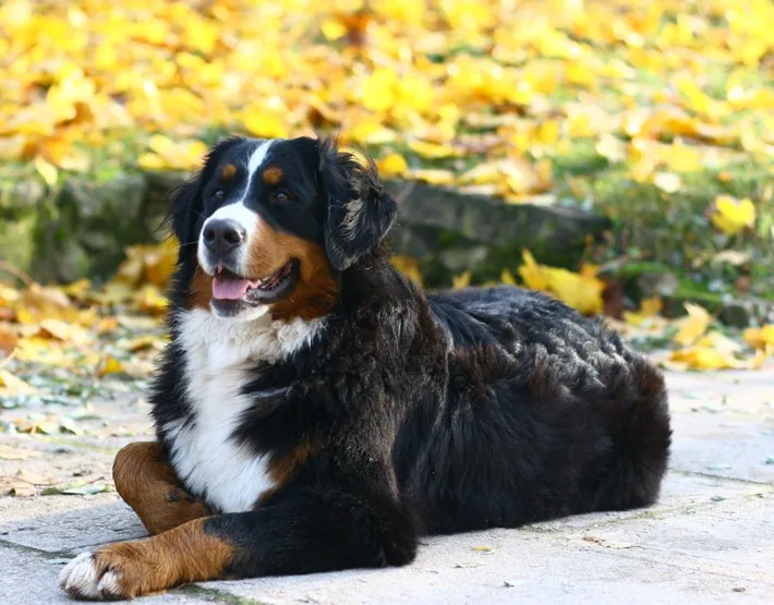 9 Новое поступление Алмазная картина вышивка щенок Бернская горная собака хрустальные бусины 5d наборы для вышивки крестиком ручная работа животные Мозаика Искусство - Цвет: 9
