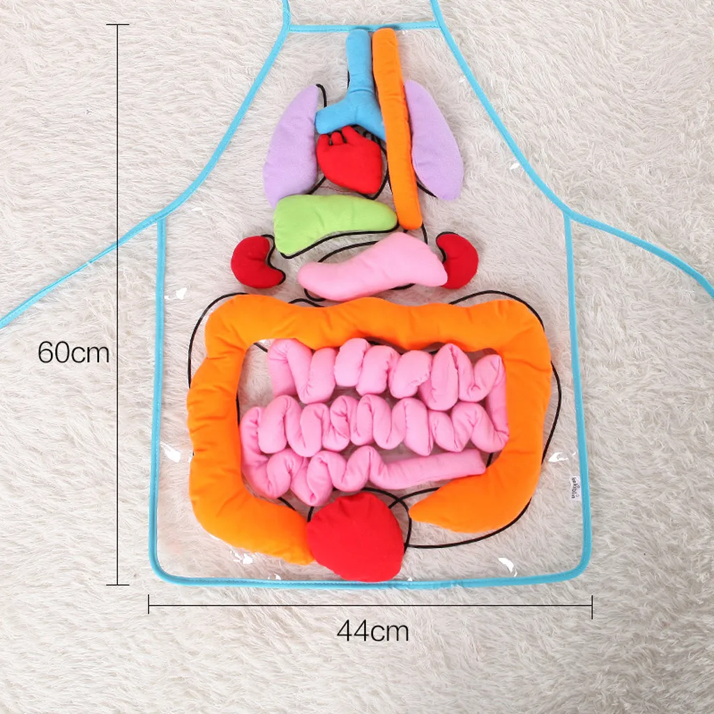 Educational Insights Toys For Children Anatomy Apron Human Body Organs Aware Kitchen Restaurant Bar Chef Cook Clean Tool HX062 | Дом и сад
