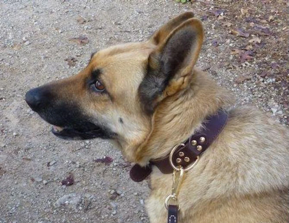 Новинка собачий ошейник из натуральной кожи Canine для собак латунный сверхпрочный