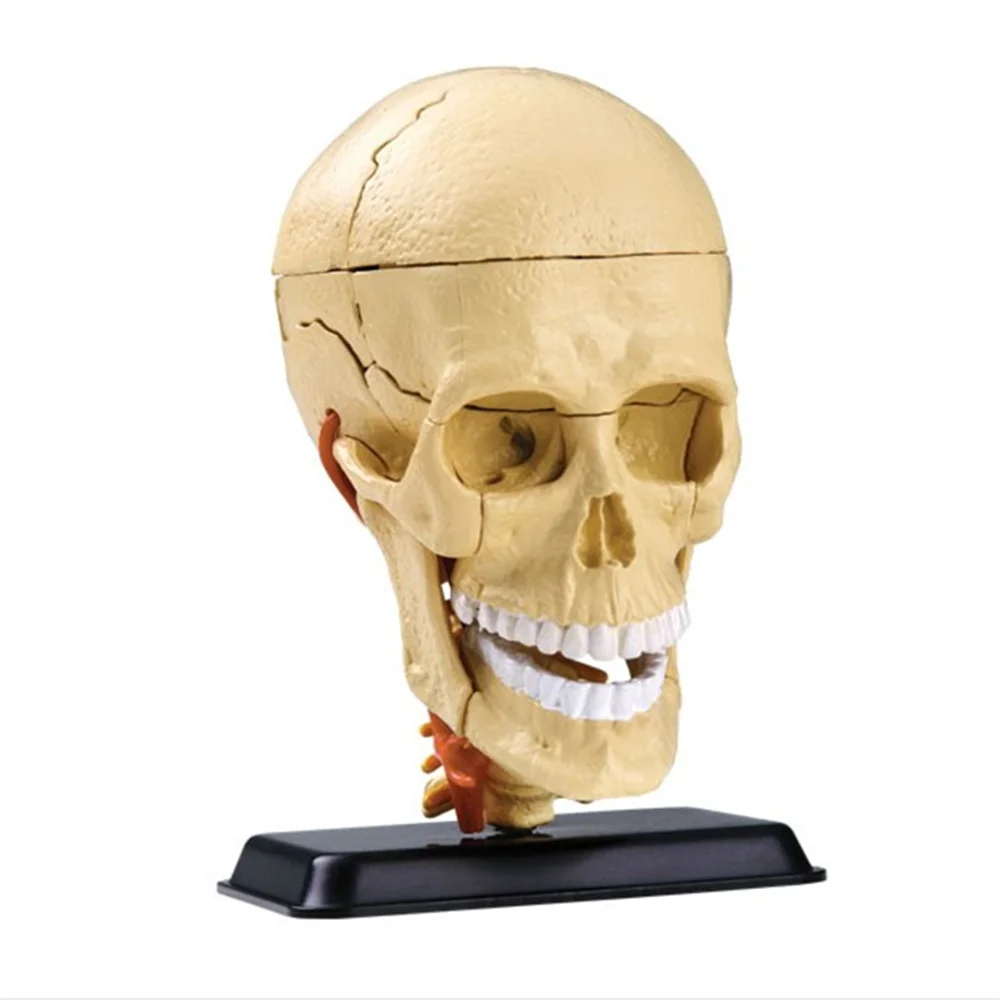 

3D Mini Human skull assembly model 31 pcs Assembled Human Anatomy Model Gift for Children