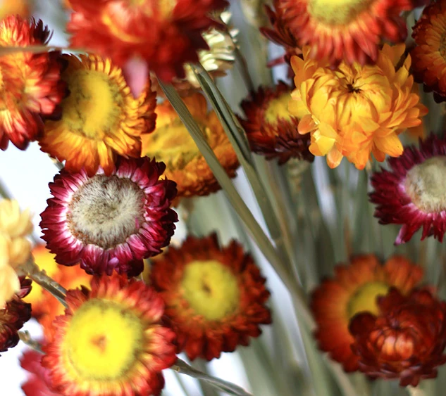 New 50pcs/lot chrysanthemum wedding decoration Dried flowers party supplies flower home decor Z3731 | Дом и сад