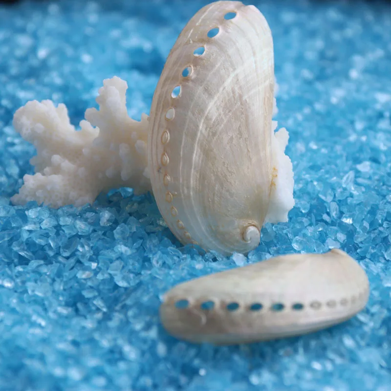 Бесплатная доставка (10 шт./лот) ракушка Ослика натуральная и украшение для дома