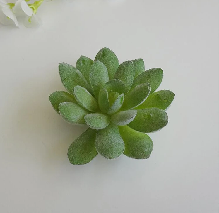 Фотофон для фотографий суккулент|decoration party|decorative decorativedecoration table party |