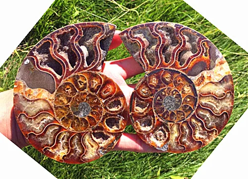

200-300G A Pair Natural Sectcut Ammonite Fossil Conch Crystal Specimen Healing