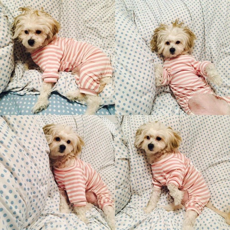 Bigeyedog Хлопковая пижама для собак комбинезон одежда для собак пижама костюм для маленькой собачки одежда для домашних животных pijama perro товары для домашних животных