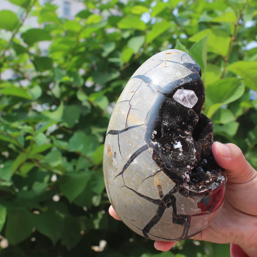 1510g Natural curvature of the furnishing articles Turtle grain stone egg Ball Septarian nodule Fossil Crystal Healing quartz | Дом и сад