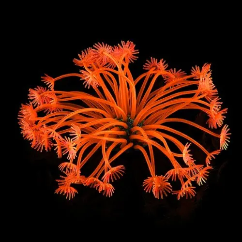 Коралловые искусственные аквариумные растения украшение для аквариума 4 см | Дом