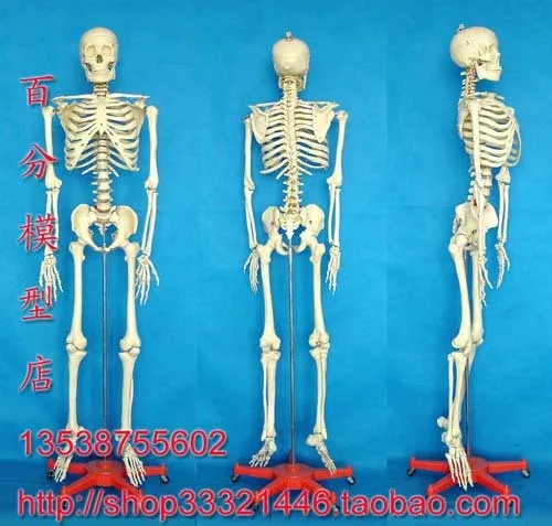 Модель человеческого скелета модель Ossuary человека 170 см|human skeleton model|human modelskeleton model