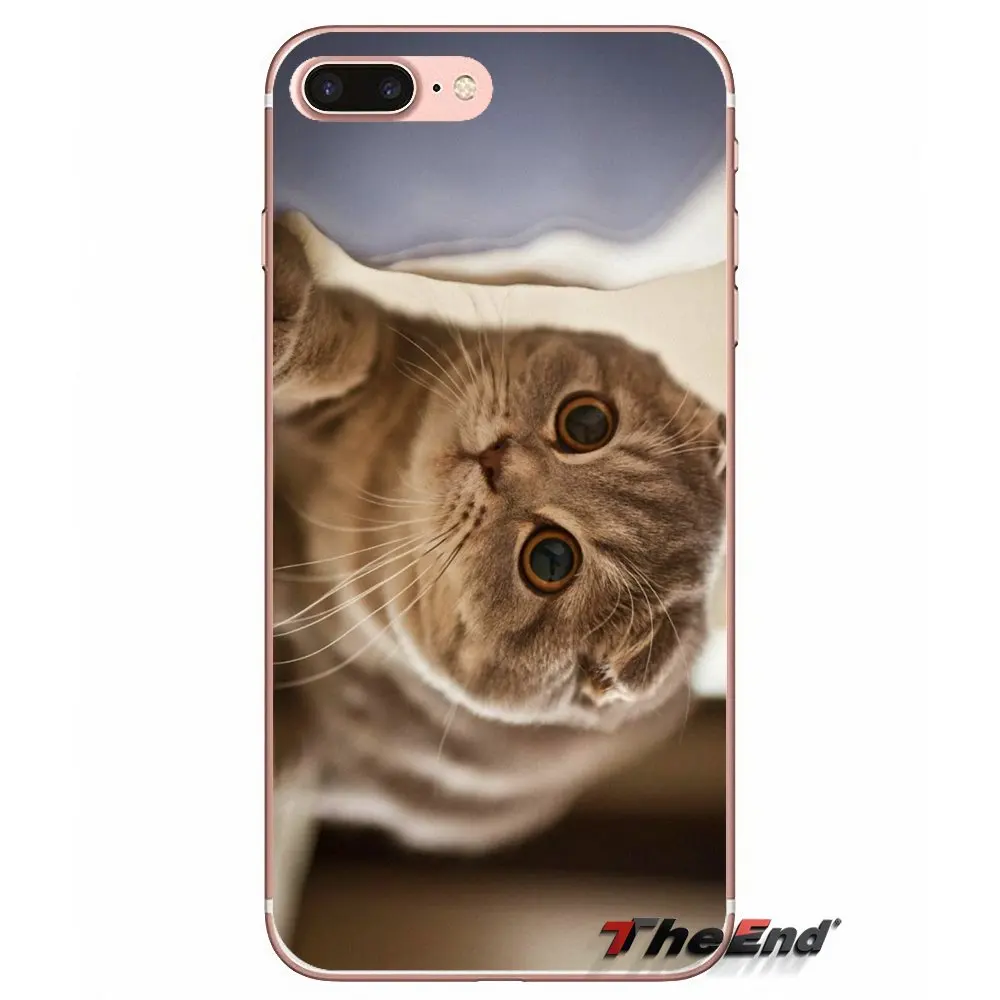 Мягкий чехол для Samsung Galaxy S3 S4 S5 MINI S6 S7 edge S8 Plus Note 2 3 4 5 Grand Core Prime Scottish fold cat Felis catus|case