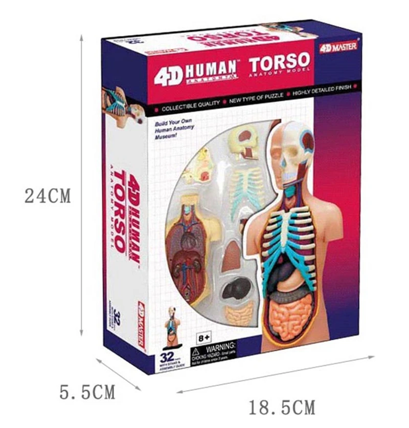 

Viscera 4d master puzzle Assembling toy human body organ anatomical model medical teaching model