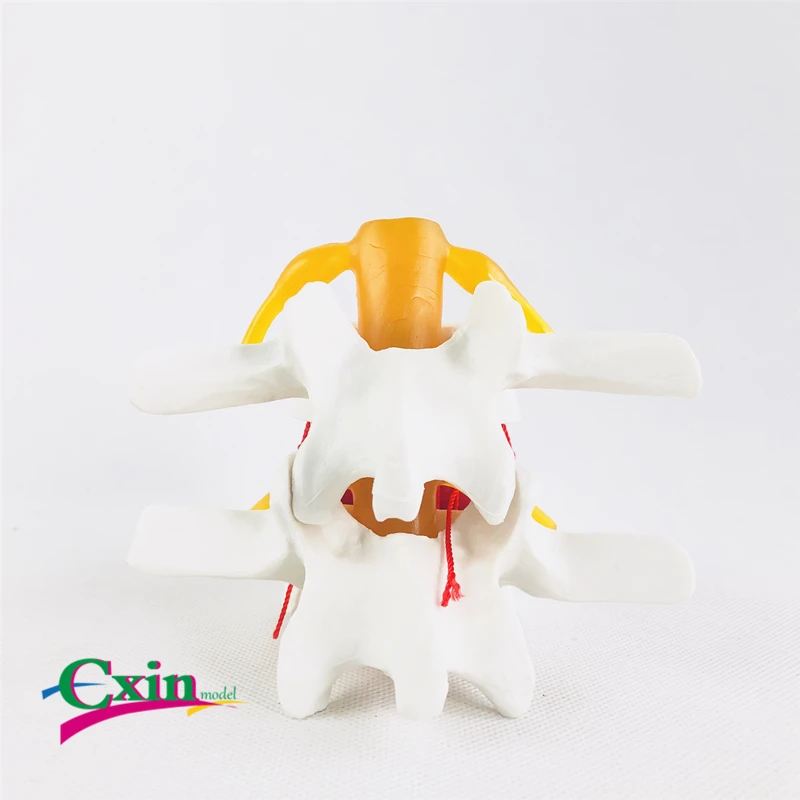 Human white lumbar intervertebral disc demonstration model Lumbar vertebrae anatomy Medical teaching | Канцтовары для офиса и