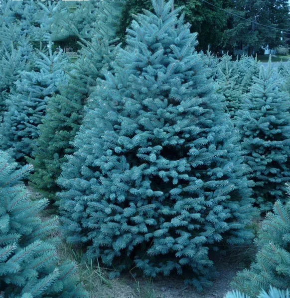 100 шт. в упаковке Голубая ель Picea горшечная Рождественская елка бонсай Сосновая