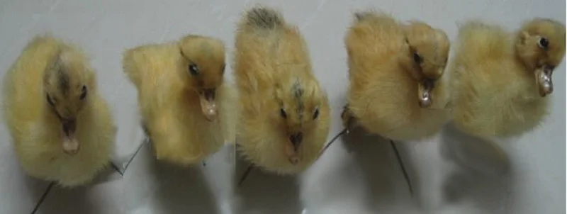 Taxidermy из утят настоящие утята образец милый вещи предложения игрушки сохраненные