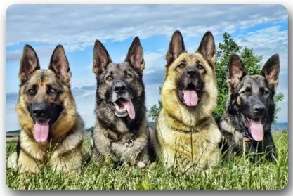 Милый домашний коврик с изображением немецкой овчарки памяти для домашних