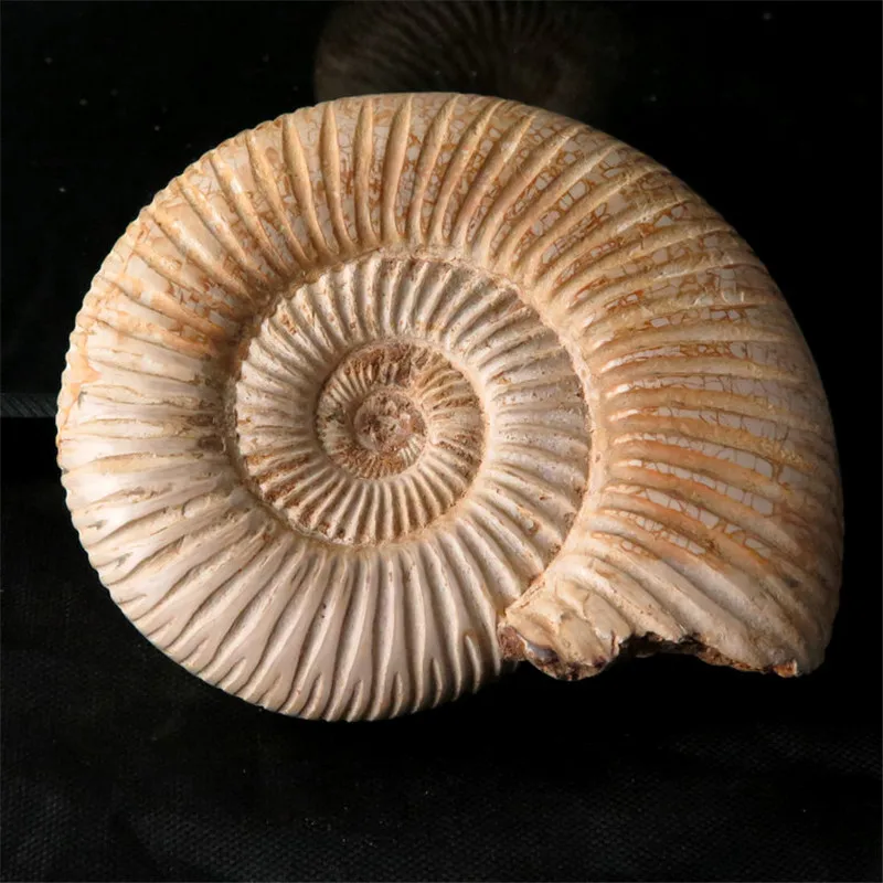 Натуральный палеонтологических ископаемого Ammonoid минеральной геолого учебный
