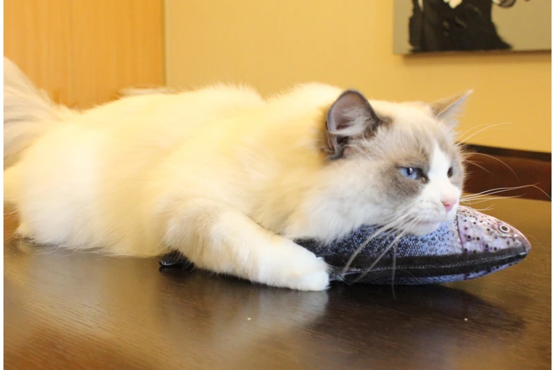Кошачья мята игрушки вагетон имитация рыбы Форма Pet кукла Жевательная царапина Подушка скрипучий котенок котёнок Кот Игрушка аксессуары поставки
