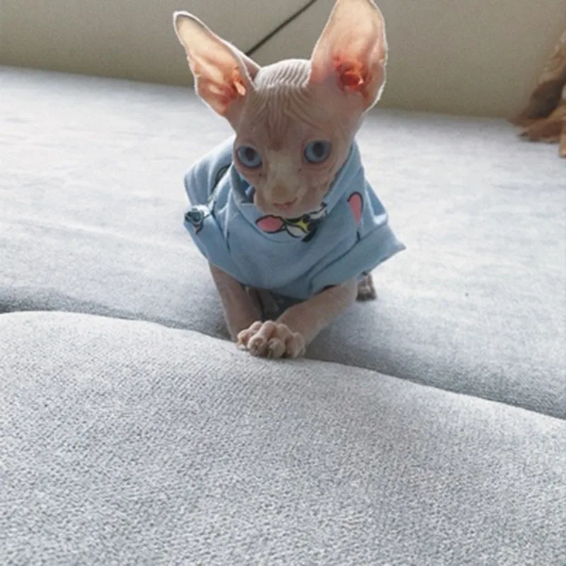 Сфинкс одежда голая кошка новая посылка ручной индивидуальные популярных