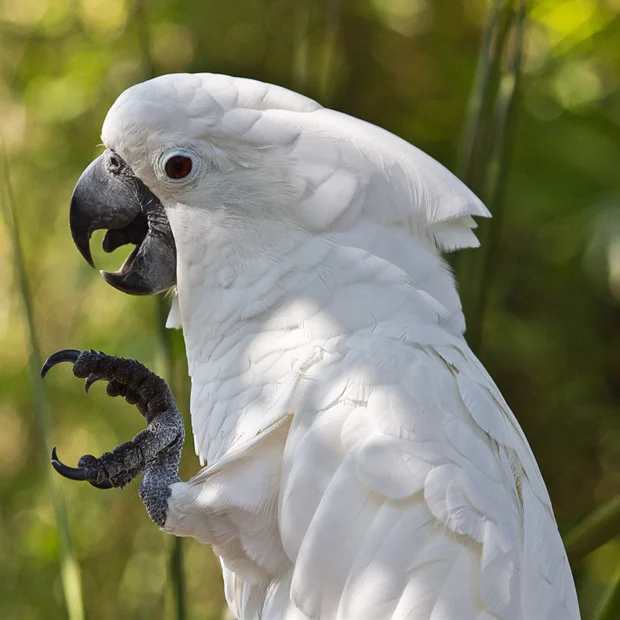 All kinds of Cacatua Gingerain одежда с птицами, одежда с попугаем, большая рождественская оригинальная ручная работа, одежда с птицами, свитер с капюшоном, большой Рождественский - Цвет: All kinds of Cacatua