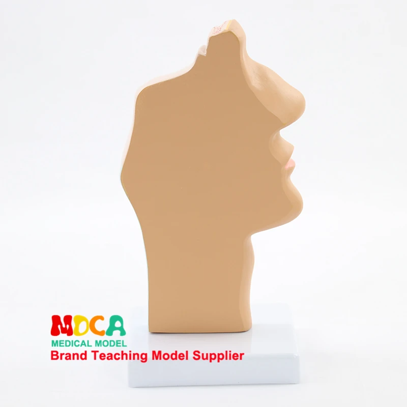 

Pathology head anatomy model oral medicine blood vessel nerve nasal cavity throat model medical teaching MBQ002