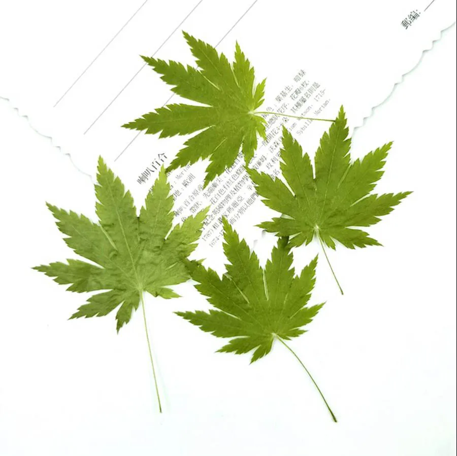 

100pcs Dried Pressed Natural 4-7cm Green Maple Leaf Plant Herbarium For Jewelry Bookmark Postcard Phone Case Invitation Card DIY