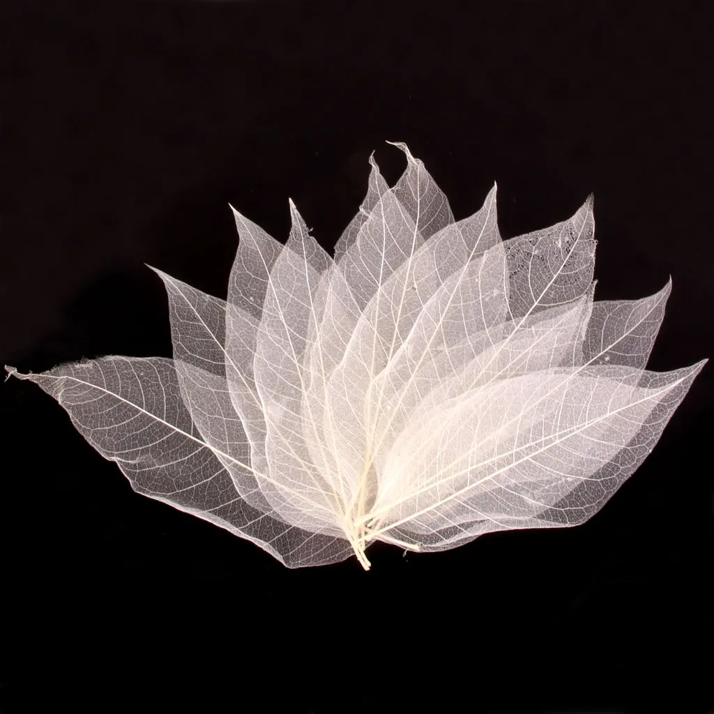 

New Hot Sale 50Pcs Natural Magnolia Skeleton Leaf Leaves Card Scrapbook White Festive Party Supplies Wedding Home Decoration
