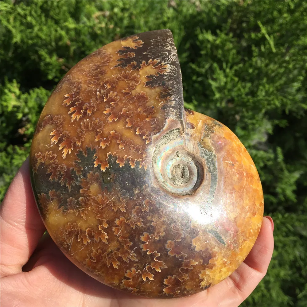 Красивый настоящий аммонит Fossil Madagascar Shell Fossil Specimen хороший подарок для каменной коллекции