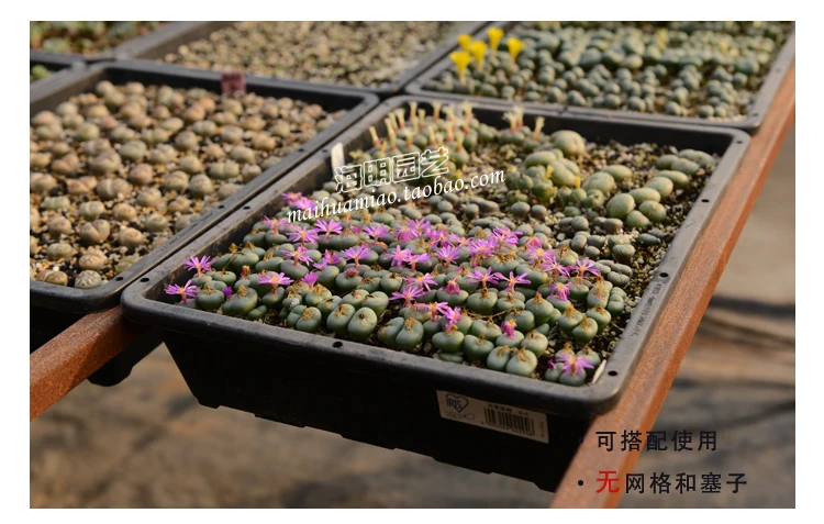 3 компл./лот лидер продаж мясистый поддон для рассады тарелка ростоута S 5 горшков