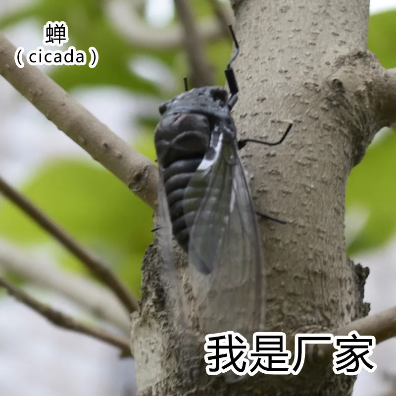 Material de Argila da Arte Pces Lote Popular Inseto Artificial Modelo Artesanato Artesanal Figura Sólida Cicada Mm-016 50 – um
