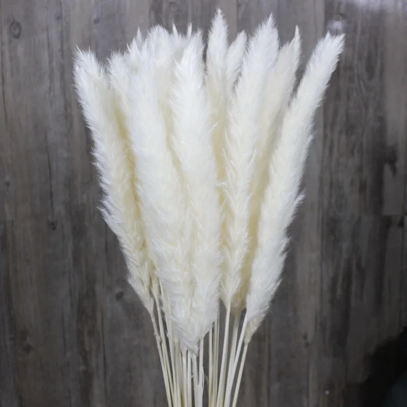 FUNNYBUNNY 15 шт. Натуральные Сушеные маленькие Пампы трава, Phragmites коммуниса, свадебный цветок букет, 75 см в высоту для домашнего декора