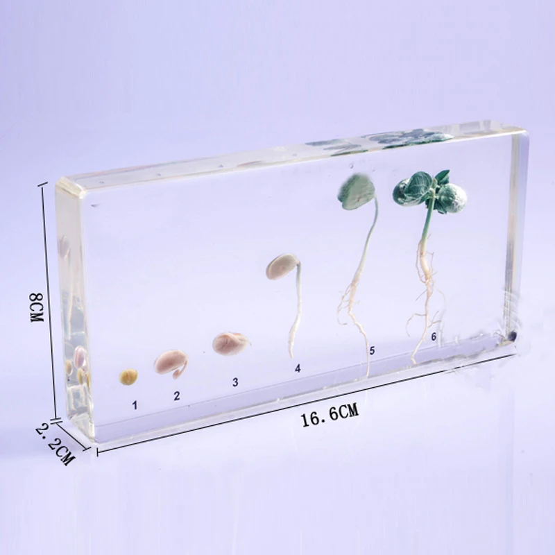 Образец процесса прорастания сои в ясном Lucite блоке образовательное оборудование 16,6x8x2,2 см