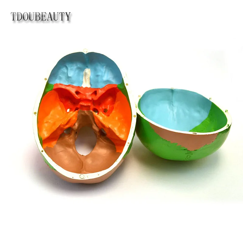 Манекен 22 дюйма анатомическая модель черепа TDOUBEAUTY с дидактической окраской 3