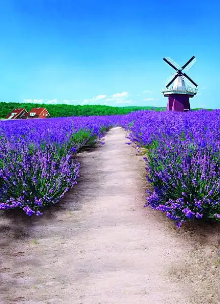 Винилбд фон для фотосъемки с пышной лавандой и кустами весенние фоны