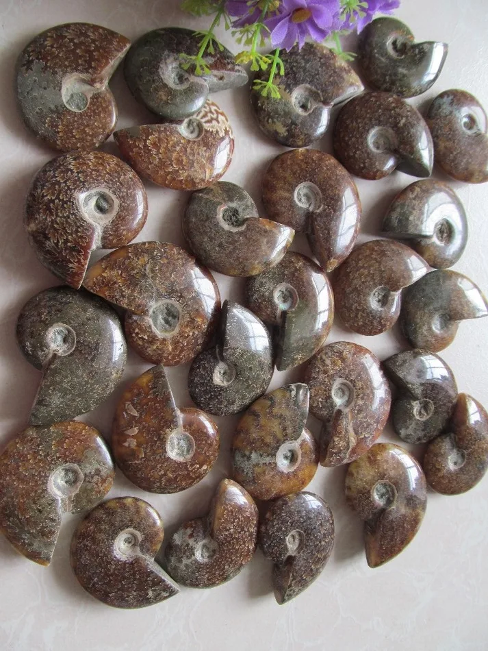 Натуральный аммонит PRETTY NAUTILUS MADAGASCAR FOSSIL с лечебным действием образцы 30G 50G|healing| |