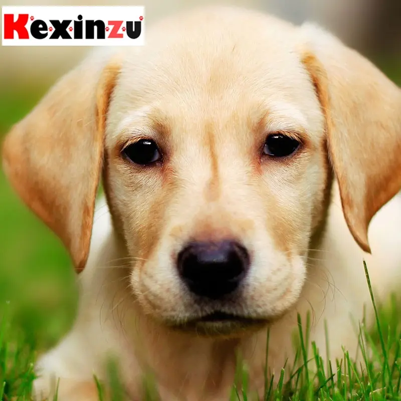 kexinzu Full Square Diamond 5D DIY Painting&quotAnimal Dog&quot3D Embroidery Cross Stitch Rhinestone Mosaic Home Decor Gift D106 | Дом и сад