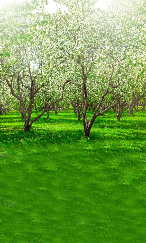 

садовые дорожки для сада и огорода Spring 150x200 см Пользовательские Фото Фонов Фон Магазин фон пейзаж лесной фото фон YJ-54