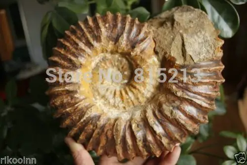 001038 большая окаменелая скорлупа аммония с лечебным действием образцы Madagascar|healing|