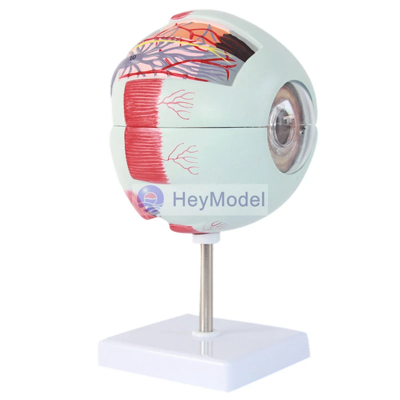 

HeyModel медицинский человеческий глазный глаз анатомическая модель
